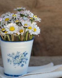 White Daisies Plant